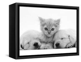 Lilac Tortoiseshell Kitten Between Two Sleeping Golden Retriever Puppies-Jane Burton-Framed Stretched Canvas