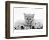 Lilac Tortoiseshell Kitten Between Two Sleeping Golden Retriever Puppies-Jane Burton-Framed Premium Photographic Print