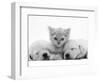 Lilac Tortoiseshell Kitten Between Two Sleeping Golden Retriever Puppies-Jane Burton-Framed Premium Photographic Print