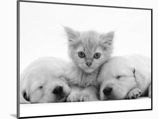 Lilac Tortoiseshell Kitten Between Two Sleeping Golden Retriever Puppies-Jane Burton-Mounted Premium Photographic Print