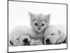 Lilac Tortoiseshell Kitten Between Two Sleeping Golden Retriever Puppies-Jane Burton-Mounted Premium Photographic Print
