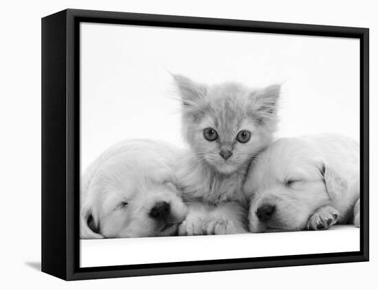 Lilac Tortoiseshell Kitten Between Two Sleeping Golden Retriever Puppies-Jane Burton-Framed Stretched Canvas