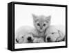 Lilac Tortoiseshell Kitten Between Two Sleeping Golden Retriever Puppies-Jane Burton-Framed Stretched Canvas