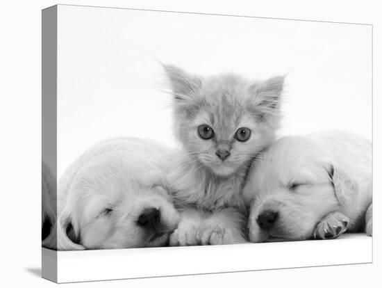 Lilac Tortoiseshell Kitten Between Two Sleeping Golden Retriever Puppies-Jane Burton-Stretched Canvas