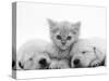 Lilac Tortoiseshell Kitten Between Two Sleeping Golden Retriever Puppies-Jane Burton-Stretched Canvas