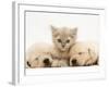 Lilac Tortoiseshell Kitten Between Two Sleeping Golden Retriever Puppies-Jane Burton-Framed Photographic Print