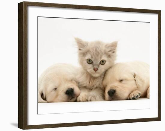 Lilac Tortoiseshell Kitten Between Two Sleeping Golden Retriever Puppies-Jane Burton-Framed Photographic Print