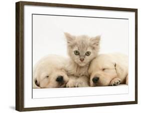 Lilac Tortoiseshell Kitten Between Two Sleeping Golden Retriever Puppies-Jane Burton-Framed Photographic Print