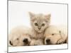 Lilac Tortoiseshell Kitten Between Two Sleeping Golden Retriever Puppies-Jane Burton-Mounted Photographic Print