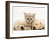 Lilac Tortoiseshell Kitten Between Two Sleeping Golden Retriever Puppies-Jane Burton-Framed Photographic Print