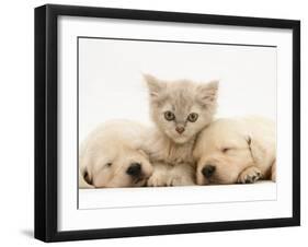 Lilac Tortoiseshell Kitten Between Two Sleeping Golden Retriever Puppies-Jane Burton-Framed Photographic Print