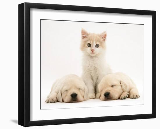 Lilac Tortoiseshell Kitten Between Two Sleeping Golden Retriever Puppies-Jane Burton-Framed Photographic Print