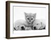 Lilac Tortoiseshell Kitten Between Two Sleeping Golden Retriever Puppies-Jane Burton-Framed Photographic Print