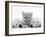 Lilac Tortoiseshell Kitten Between Two Sleeping Golden Retriever Puppies-Jane Burton-Framed Photographic Print