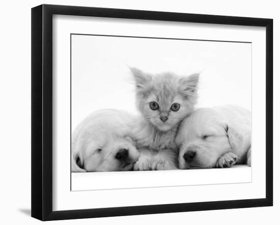 Lilac Tortoiseshell Kitten Between Two Sleeping Golden Retriever Puppies-Jane Burton-Framed Photographic Print