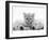 Lilac Tortoiseshell Kitten Between Two Sleeping Golden Retriever Puppies-Jane Burton-Framed Photographic Print