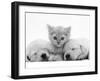 Lilac Tortoiseshell Kitten Between Two Sleeping Golden Retriever Puppies-Jane Burton-Framed Photographic Print