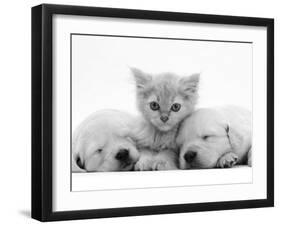 Lilac Tortoiseshell Kitten Between Two Sleeping Golden Retriever Puppies-Jane Burton-Framed Photographic Print