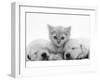 Lilac Tortoiseshell Kitten Between Two Sleeping Golden Retriever Puppies-Jane Burton-Framed Photographic Print