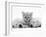 Lilac Tortoiseshell Kitten Between Two Sleeping Golden Retriever Puppies-Jane Burton-Framed Photographic Print