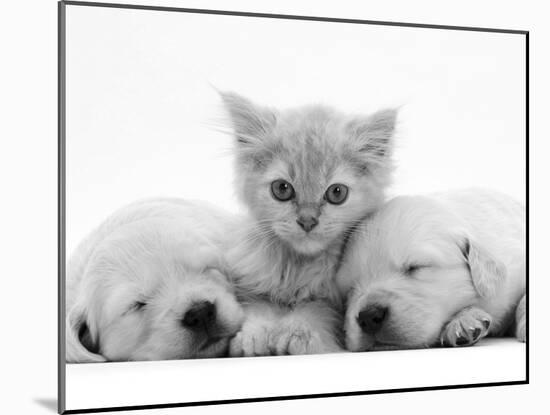 Lilac Tortoiseshell Kitten Between Two Sleeping Golden Retriever Puppies-Jane Burton-Mounted Photographic Print