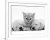 Lilac Tortoiseshell Kitten Between Two Sleeping Golden Retriever Puppies-Jane Burton-Framed Photographic Print