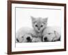 Lilac Tortoiseshell Kitten Between Two Sleeping Golden Retriever Puppies-Jane Burton-Framed Photographic Print