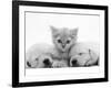 Lilac Tortoiseshell Kitten Between Two Sleeping Golden Retriever Puppies-Jane Burton-Framed Photographic Print