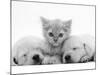 Lilac Tortoiseshell Kitten Between Two Sleeping Golden Retriever Puppies-Jane Burton-Mounted Photographic Print