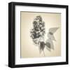 Lilac-Judy Stalus-Framed Art Print