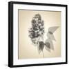 Lilac-Judy Stalus-Framed Art Print