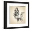 Lilac-Judy Stalus-Framed Art Print