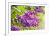 Lilac-Karyn Millet-Framed Photographic Print