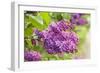 Lilac-Karyn Millet-Framed Photographic Print