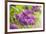 Lilac-Karyn Millet-Framed Photographic Print