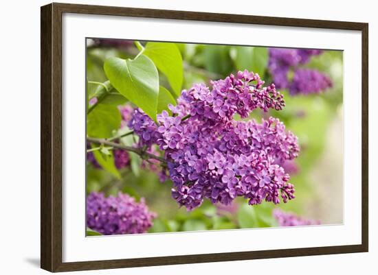 Lilac-Karyn Millet-Framed Photographic Print