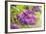 Lilac-Karyn Millet-Framed Photographic Print