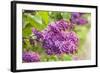 Lilac-Karyn Millet-Framed Photographic Print