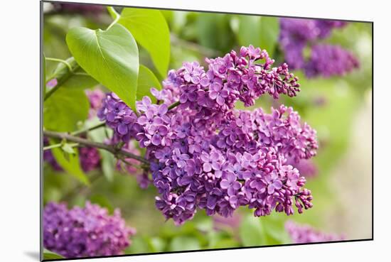Lilac-Karyn Millet-Mounted Photographic Print