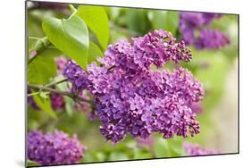 Lilac-Karyn Millet-Mounted Photographic Print