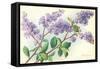 Lilac-null-Framed Stretched Canvas