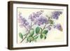 Lilac-null-Framed Art Print