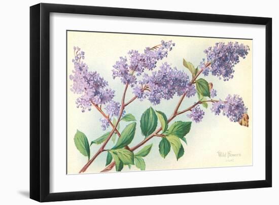 Lilac-null-Framed Art Print