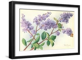 Lilac-null-Framed Art Print