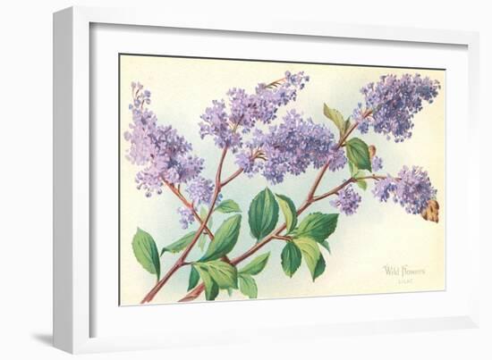 Lilac-null-Framed Art Print