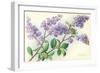 Lilac-null-Framed Art Print