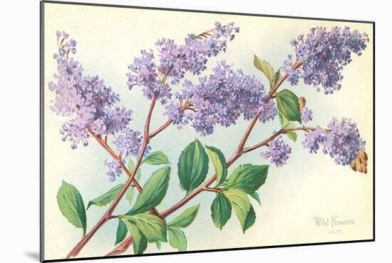 Lilac-null-Mounted Art Print