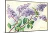 Lilac-null-Mounted Art Print