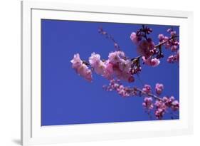 lilac-Johan Lilja-Framed Giclee Print