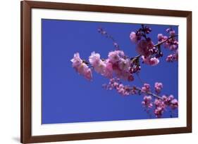 lilac-Johan Lilja-Framed Giclee Print